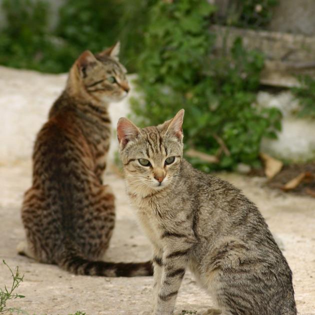 griechische Klosterkatzen